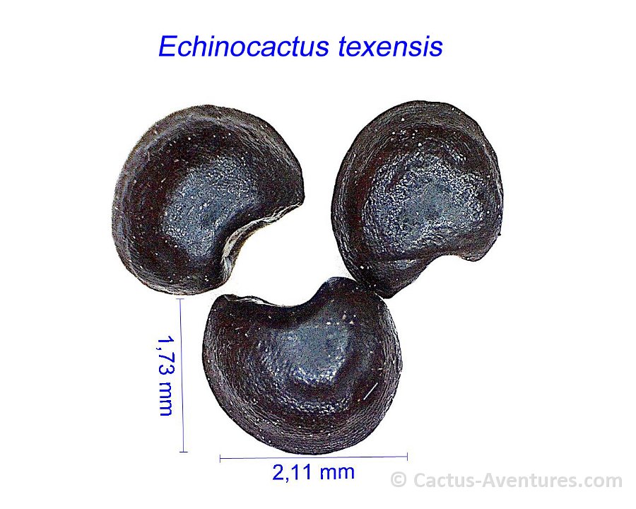 Echinocactus texensis